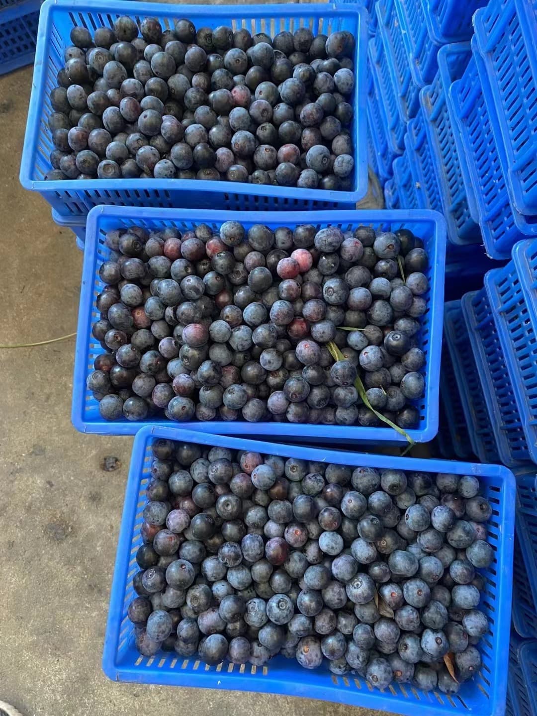 采收后装筐的蓝莓鲜果