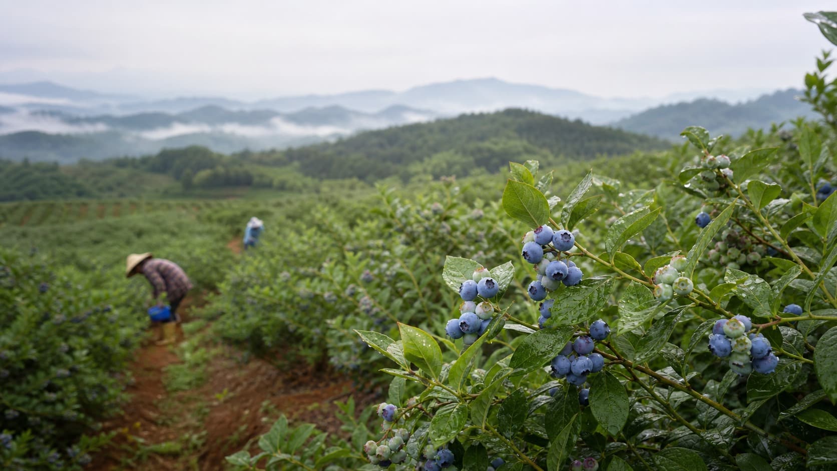 尤溪山地蓝莓园与枝头蓝莓